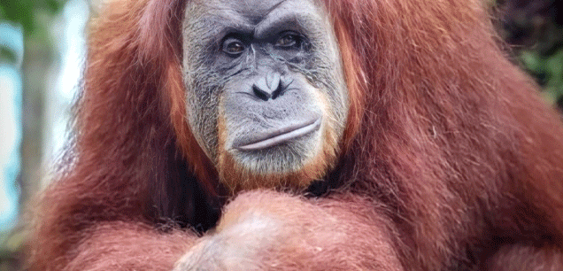 Bukit Lawang
